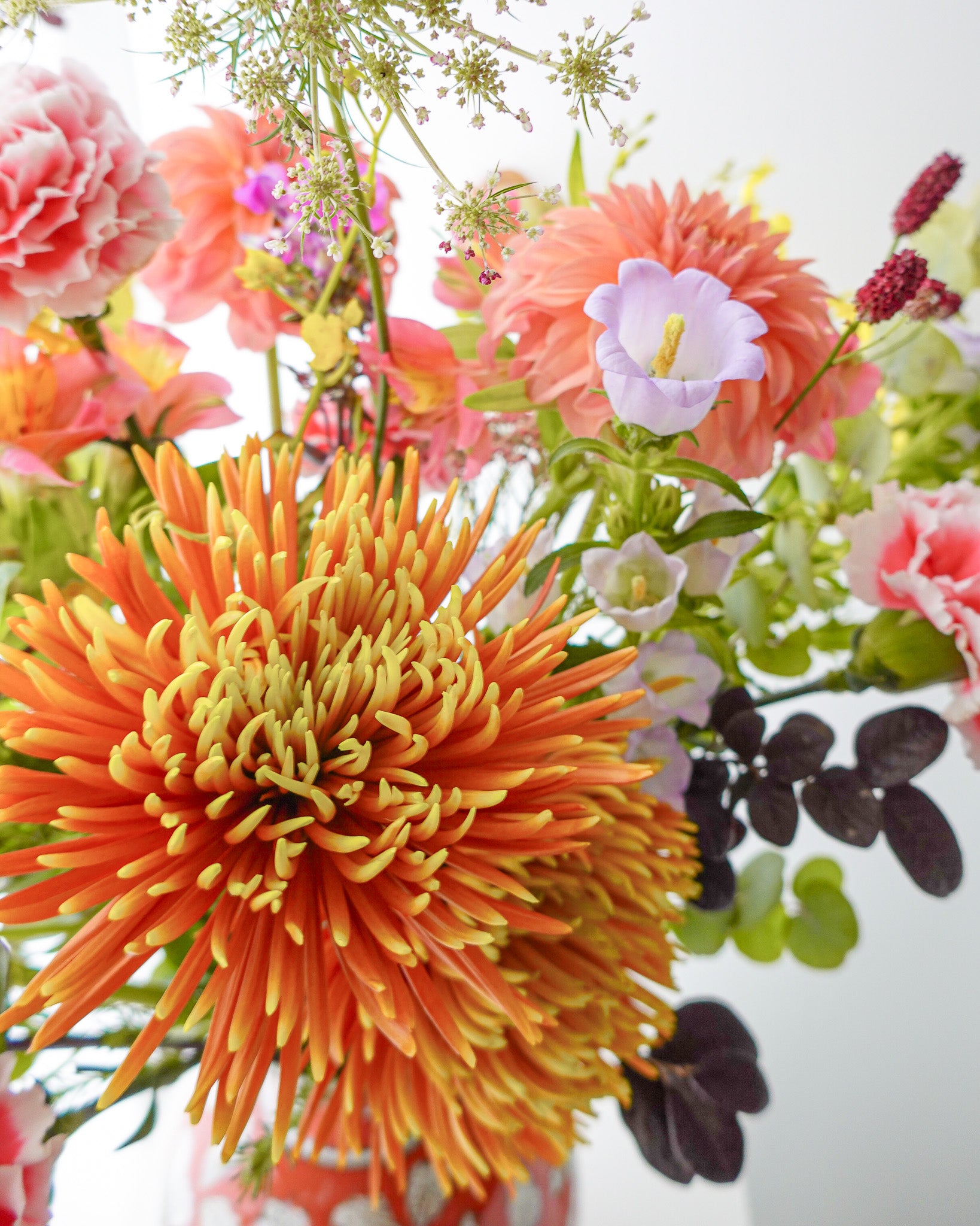 煙花菊 | Spider Chrysanthemum
