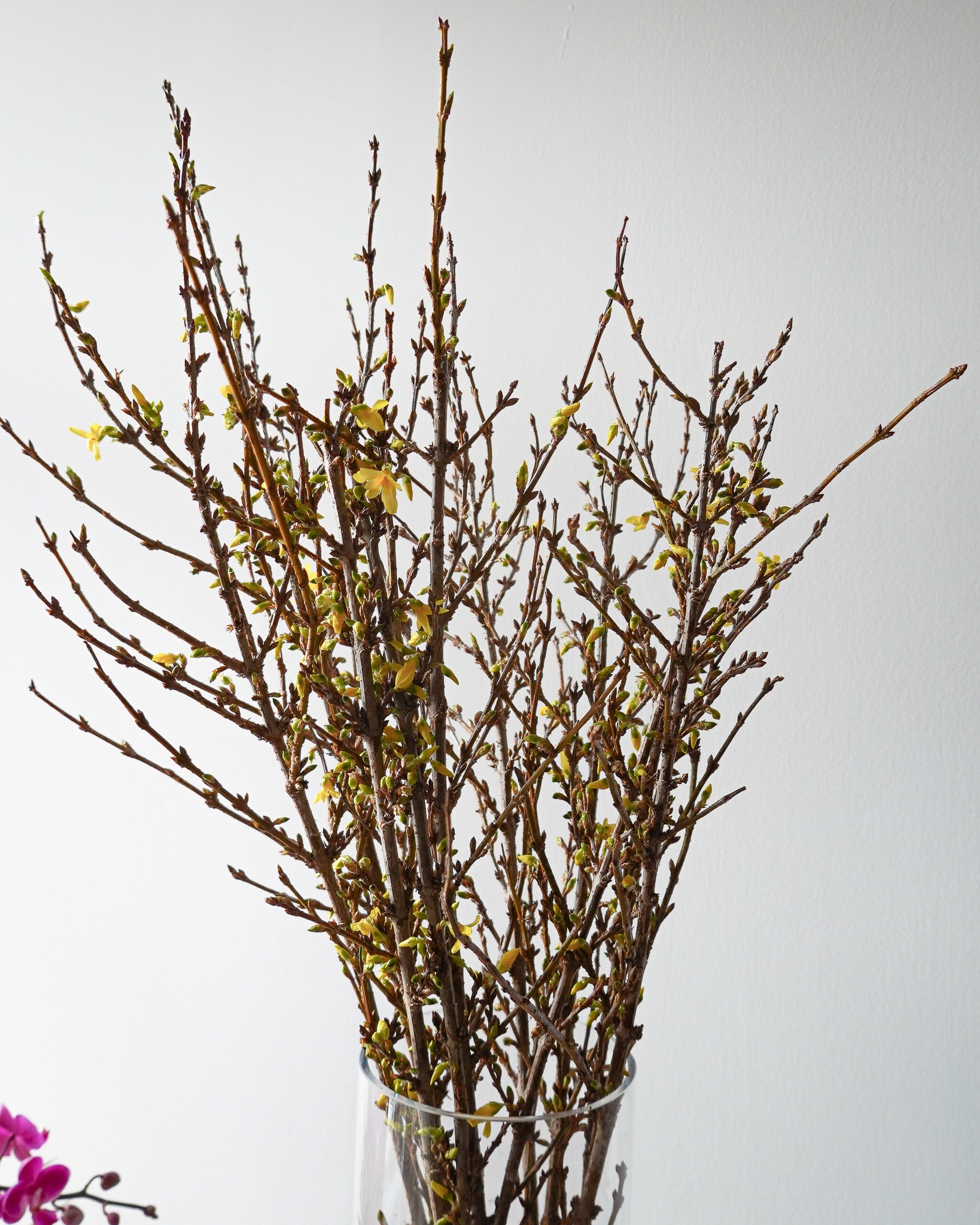 串串金 | Dutch Forsythia