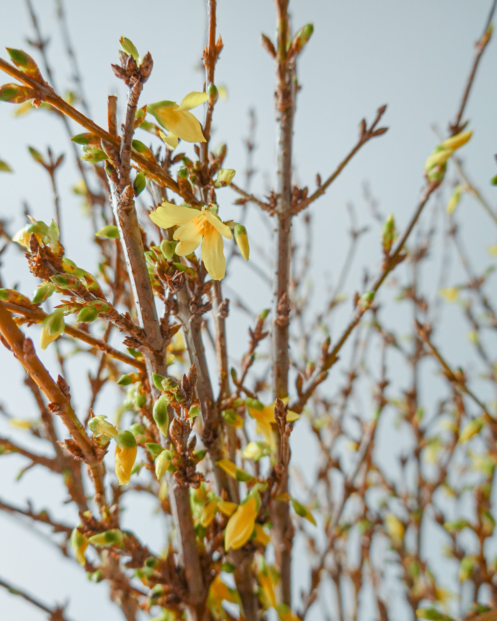 広巾金通唐草結燭甲 10尺　300×70 串串金Forsythia｜2026年花| 新春賀年花｜香港網上訂花｜Let Hope