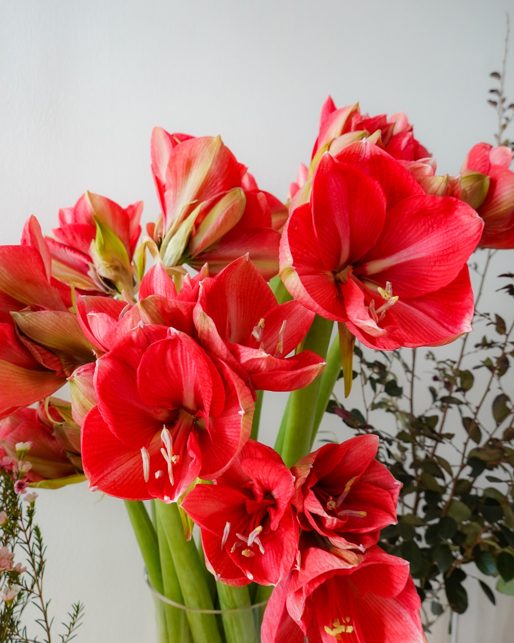 荷蘭朱頂蘭 | Dutch Amaryllis