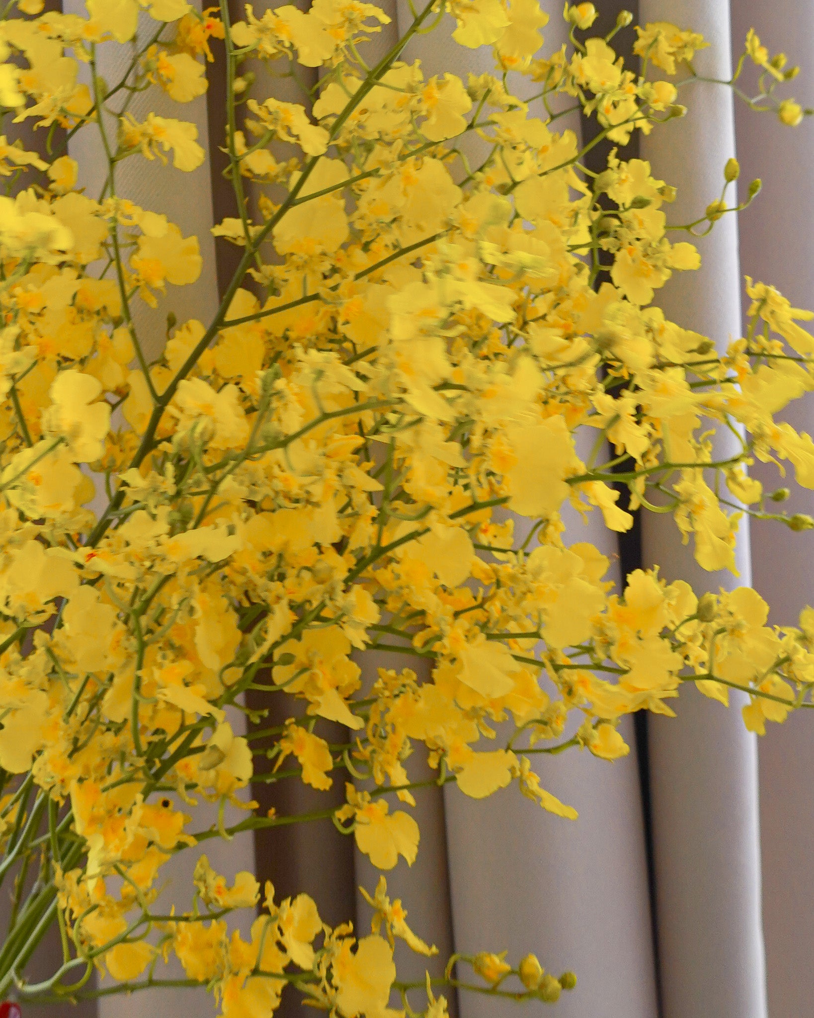 跳舞蘭 Oncidium