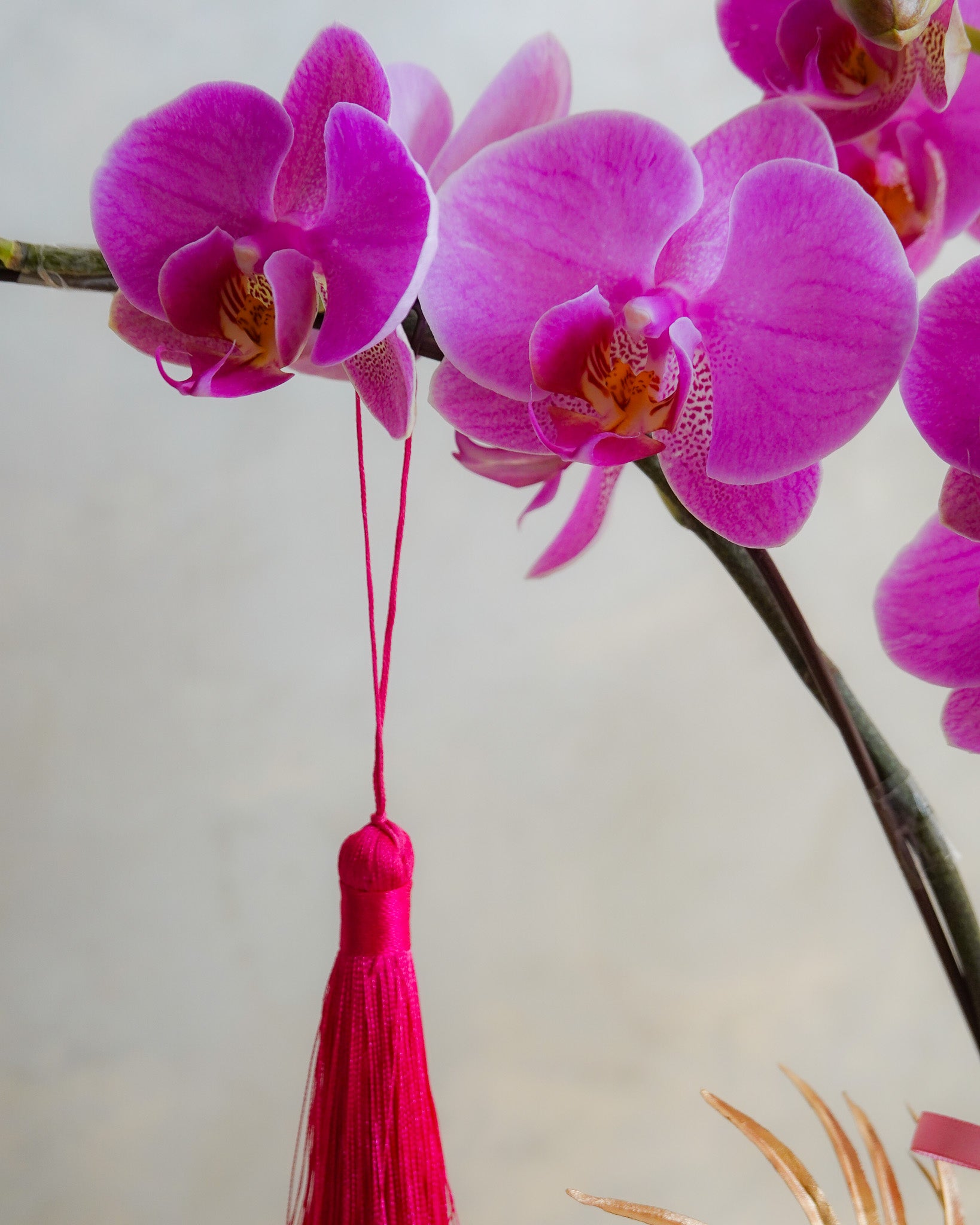香港蘭花 | 粉紅色蝴蝶蘭 粉黛佳人 | 新年送禮 開張祝賀