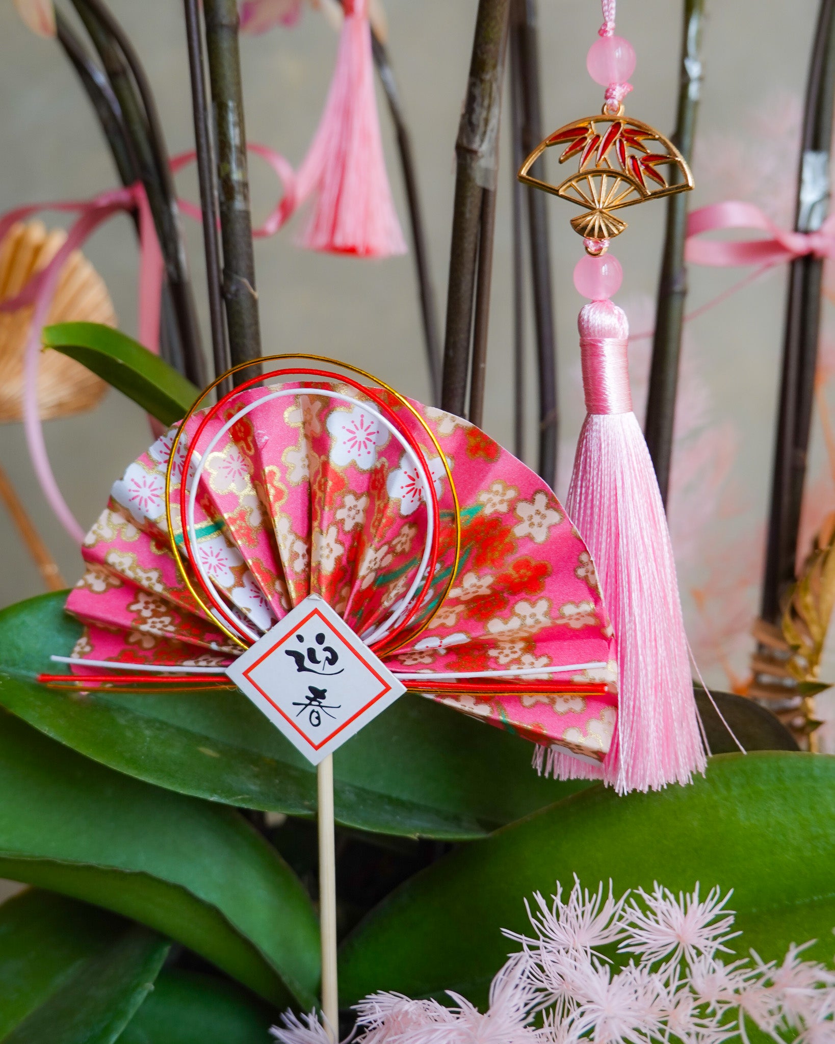 香港蘭花 | 粉紅色蝴蝶蘭 玉露凝香 | 新年送禮 開張祝賀