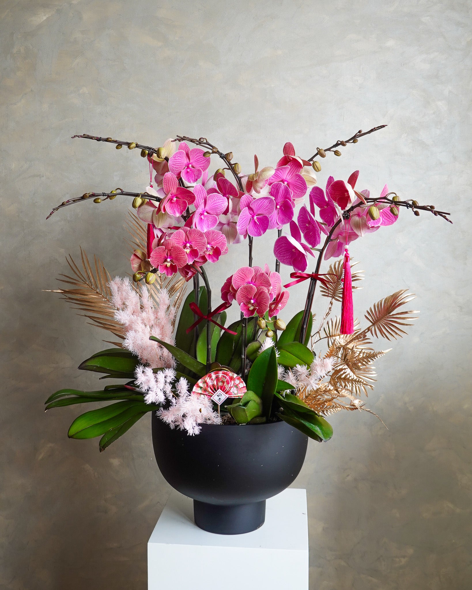 香港蘭花 | 紅色台灣蝴蝶蘭 紫蝶迎福 | 新年送禮 開張祝賀