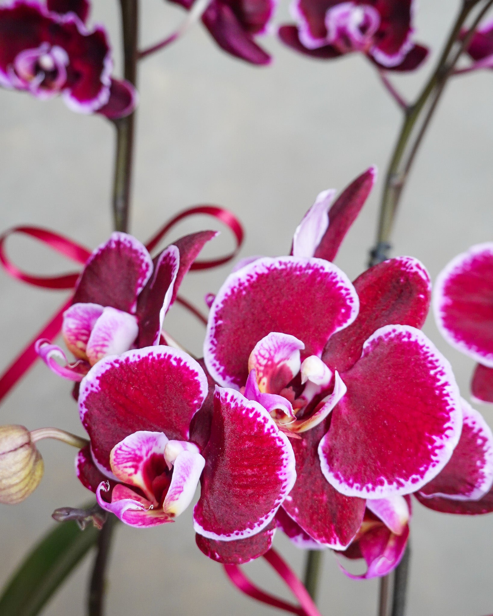 香港蘭花 | 粉紅色蝴蝶蘭 喜悅臨門 | 新年送禮 開張祝賀