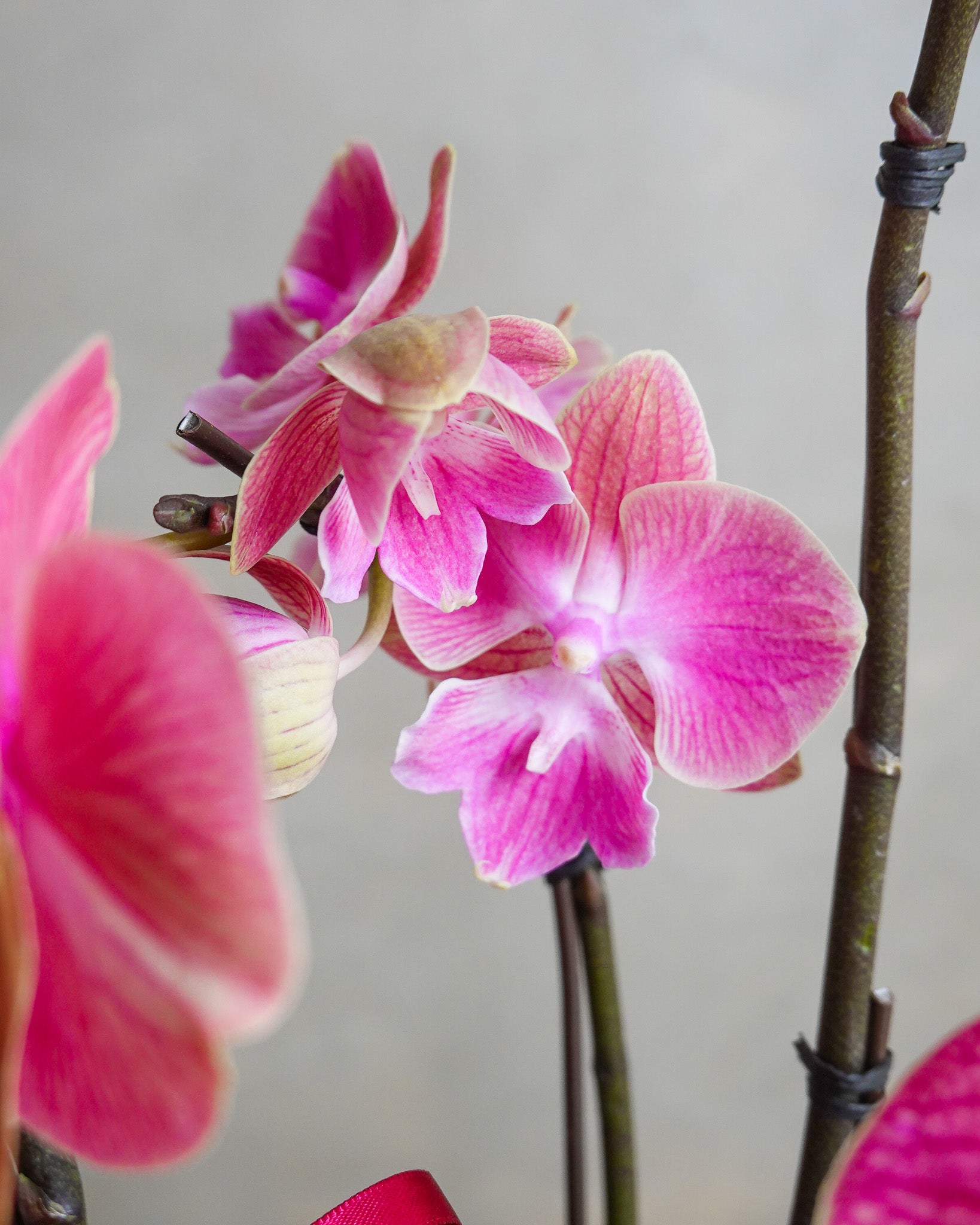 香港蘭花 | 粉紅色蝴蝶蘭拼盤 富貴生輝 | 新年送禮 開張祝賀