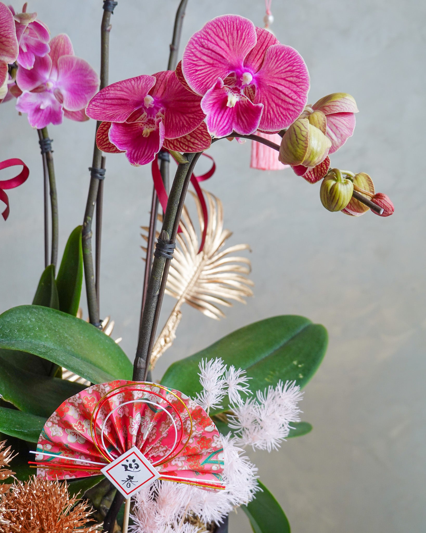 香港蘭花 | 粉紅色蝴蝶蘭拼盤 富貴生輝 | 新年送禮 開張祝賀