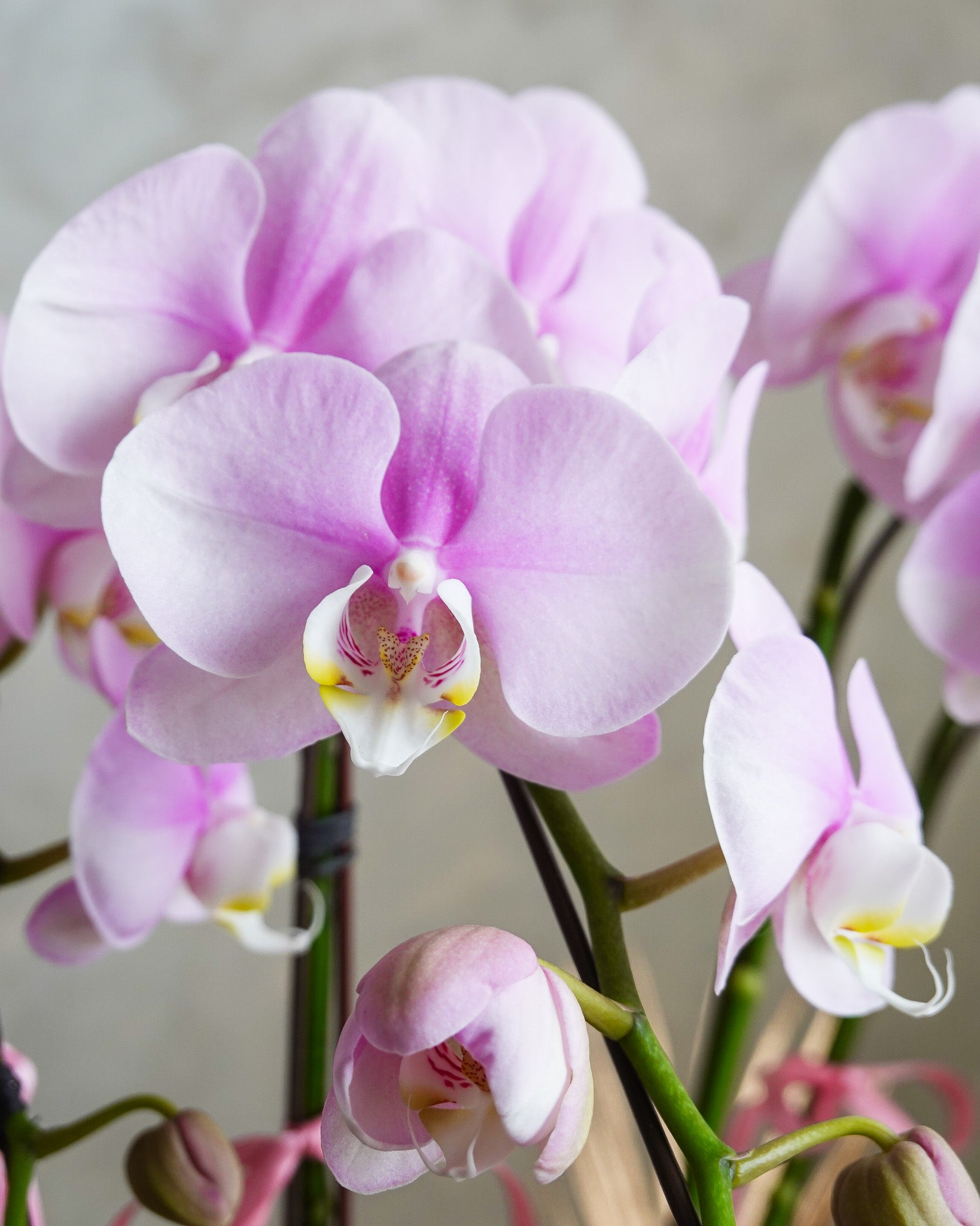 香港蘭花 | 粉紅色台灣蝴蝶蘭 春暖人和 | 新年送禮 開張祝賀