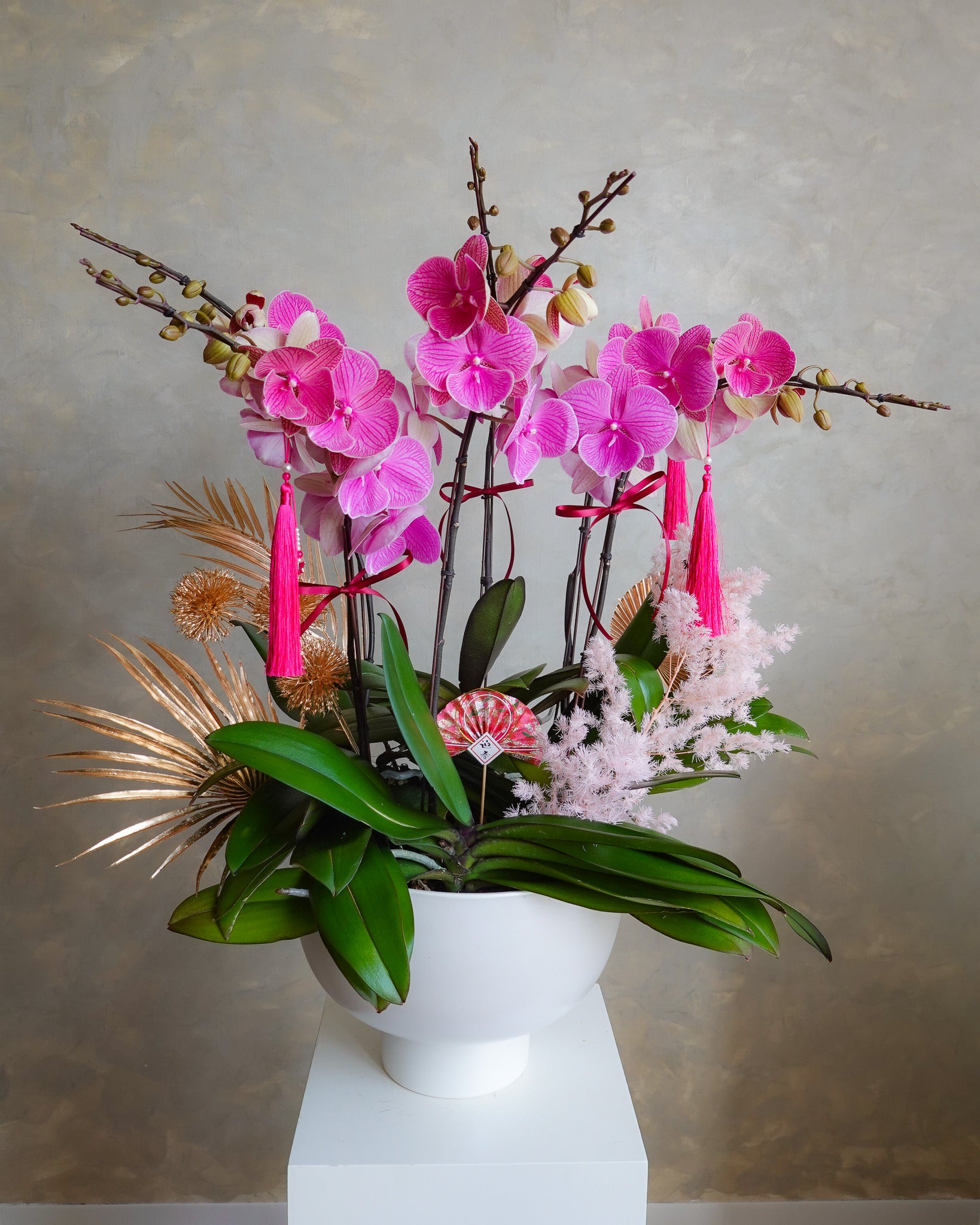 六六鴻圖 | 台灣蝴蝶蘭花 | CNY Orchid