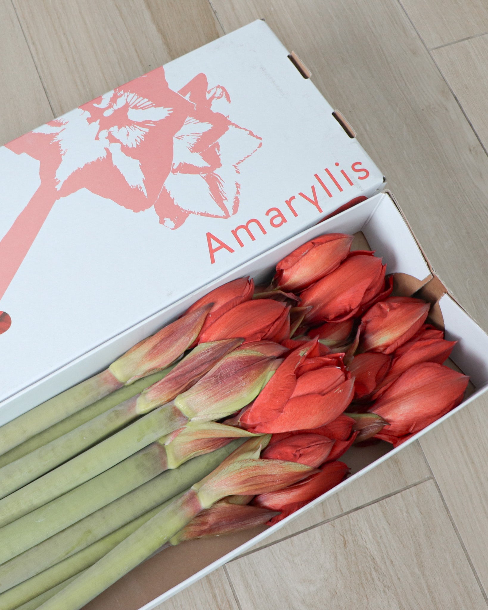 荷蘭朱頂蘭 | Dutch Amaryllis