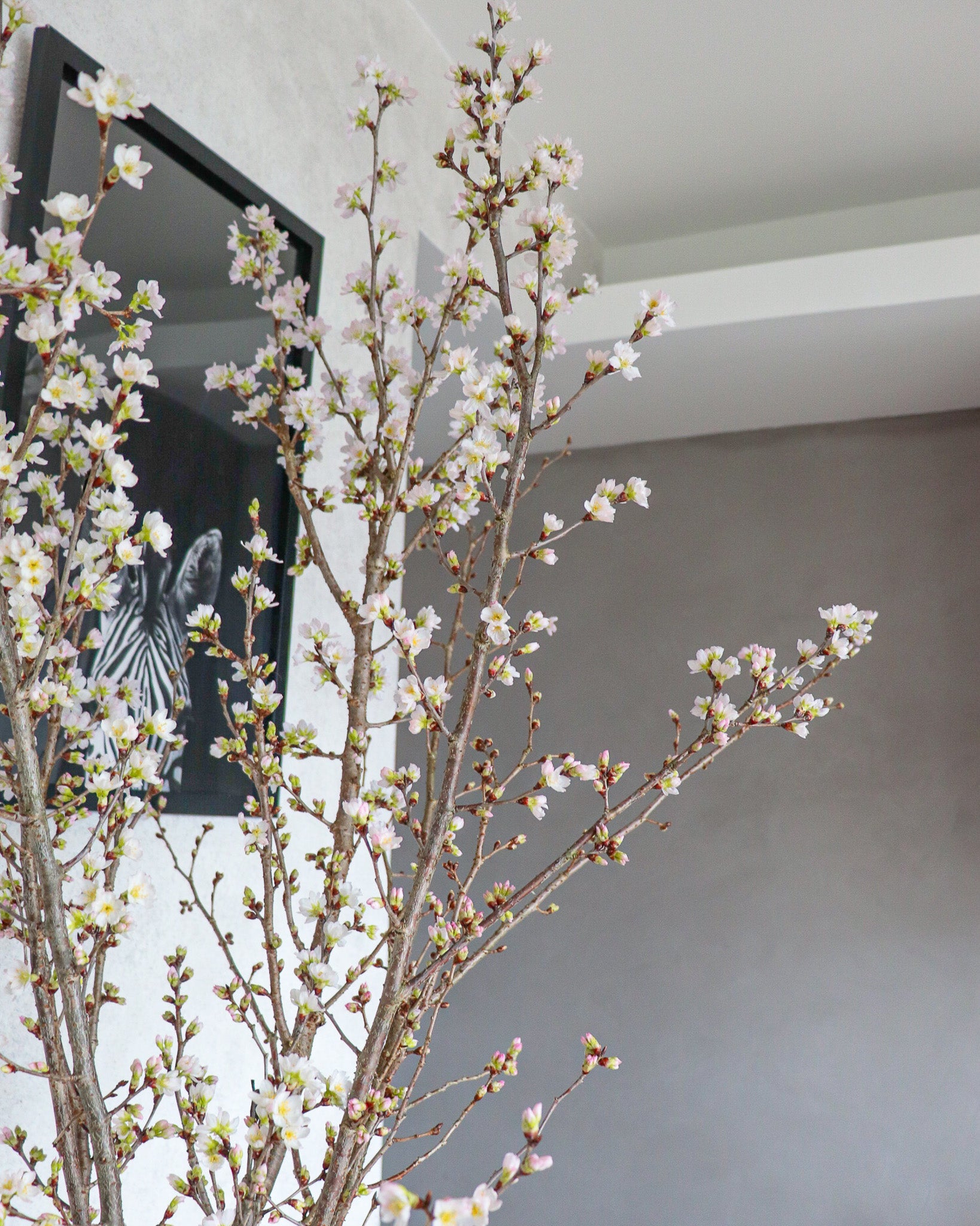 日本啓翁櫻  | Japanese Keio Cherry Blossom