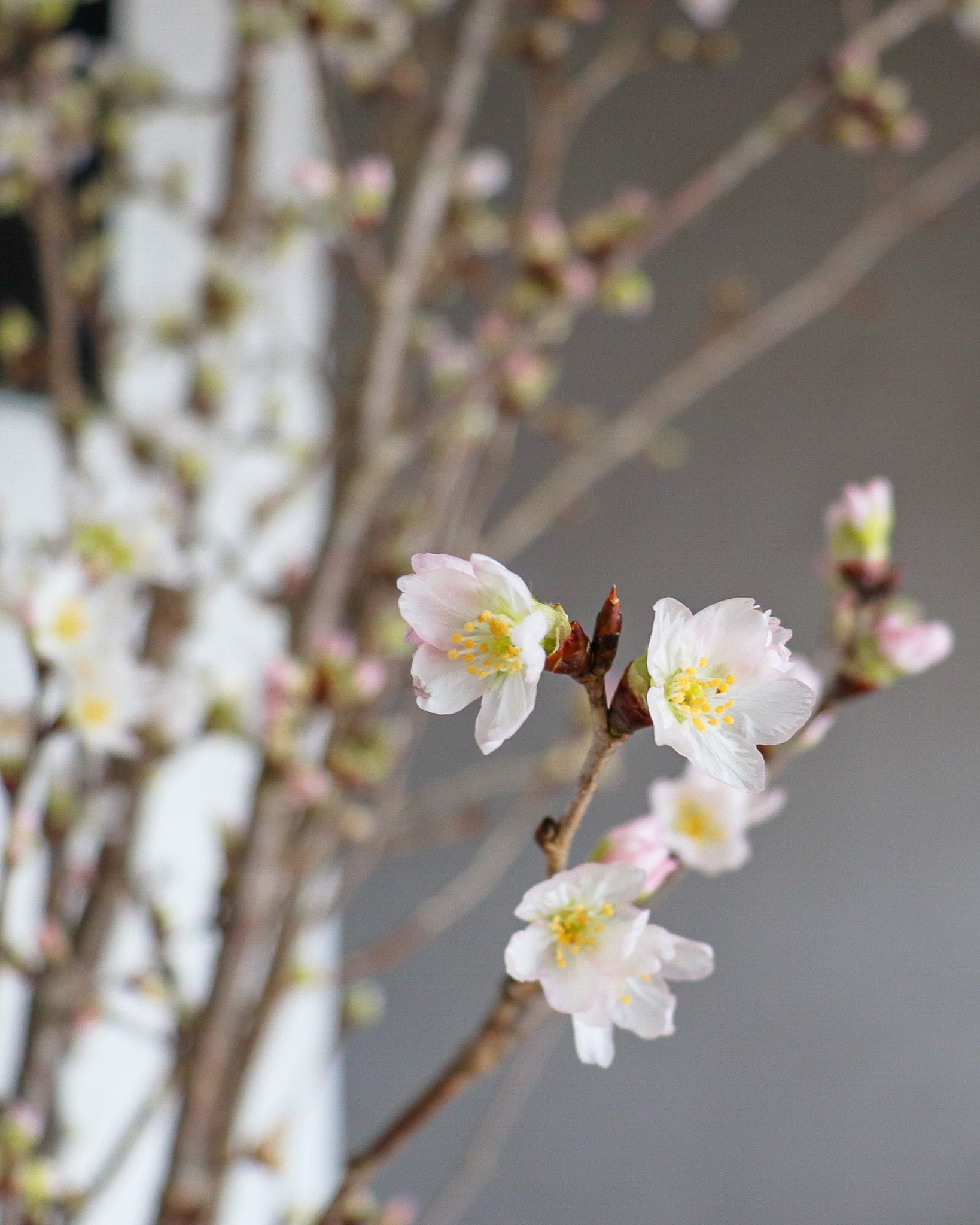 日本啓翁櫻  | Japanese Keio Cherry Blossom