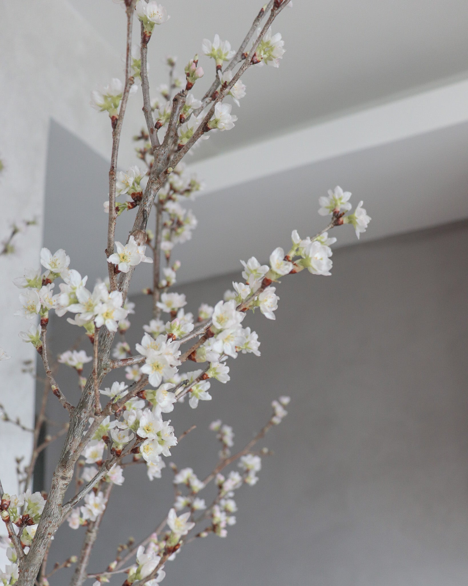 日本啓翁櫻  | Japanese Keio Cherry Blossom