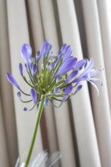 百子蓮 Agapanthus Fresh Cut Flowers Let Hope Bloom 