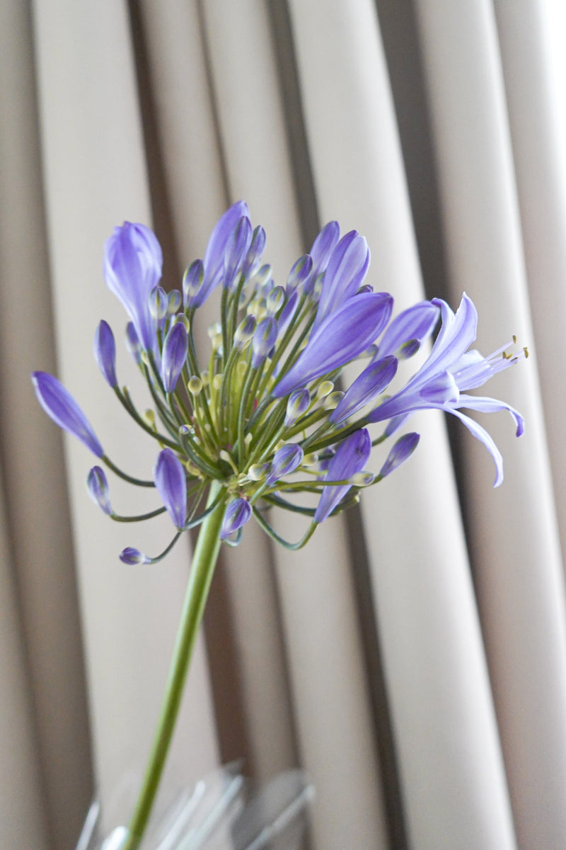 百子蓮 Agapanthus Fresh Cut Flowers Let Hope Bloom 