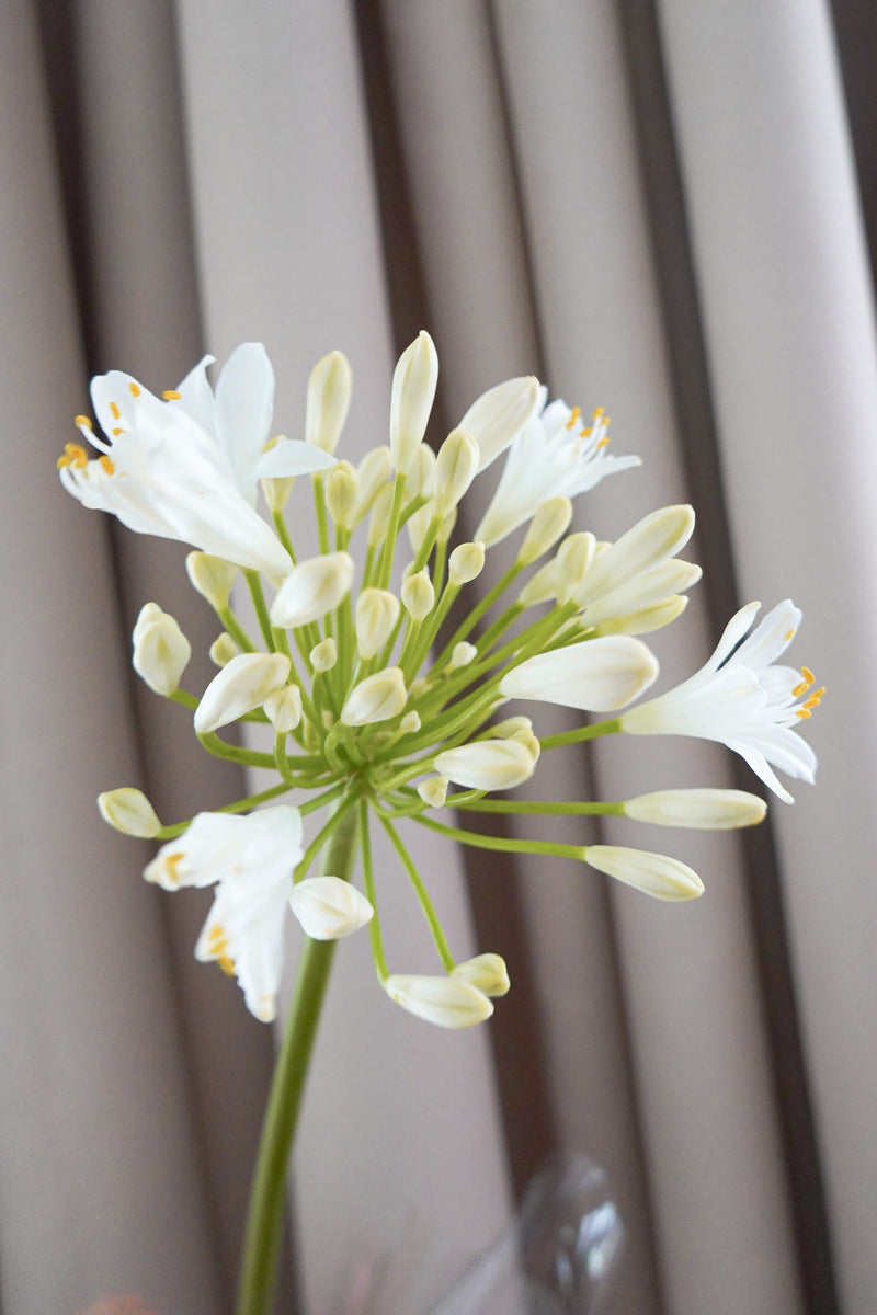 百子蓮 Agapanthus Fresh Cut Flowers Let Hope Bloom 