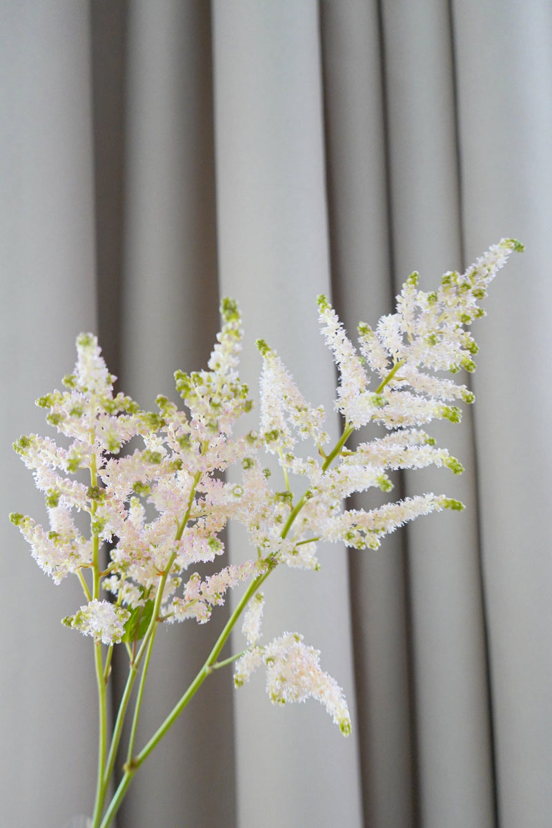 粉雪 Astilbe Fresh Cut Flowers Let Hope Bloom 