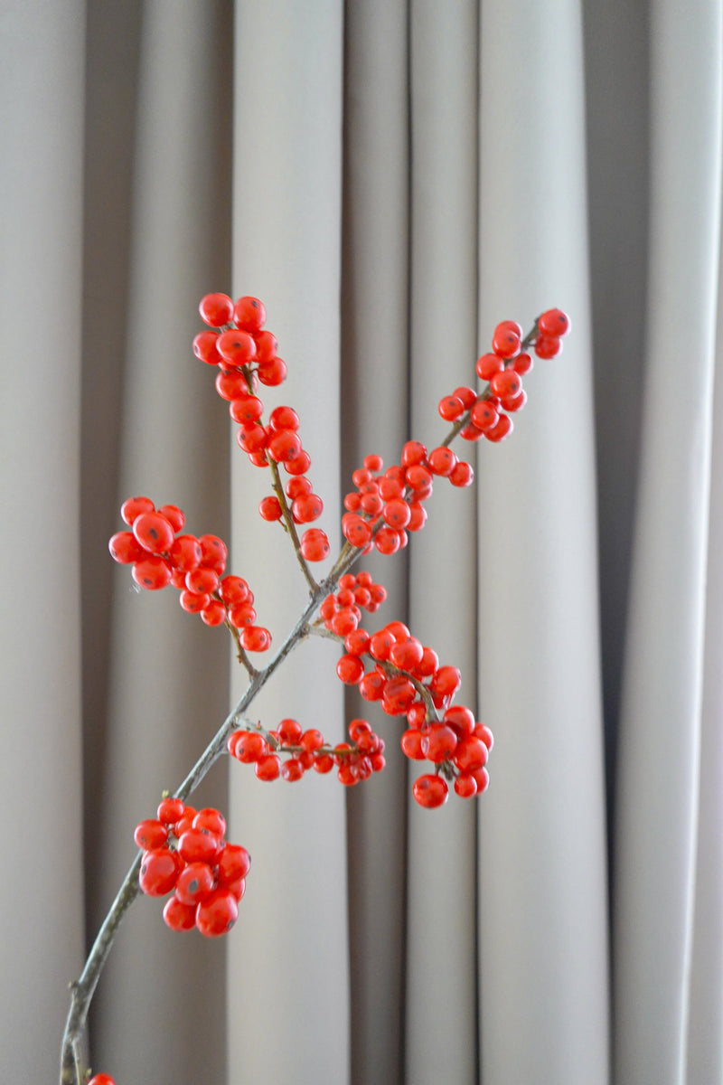 荷蘭富貴子 Ilex Fresh Cut Flowers Let Hope Bloom 