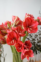 荷蘭進口朱頂蘭 Amaryllis Fresh Cut Flowers Let Hope Bloom Amaryllis Hercules 5 Stems / 5支 