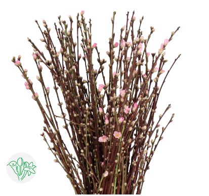 荷蘭櫻花 Prunus Peach Blossom Fresh Cut Flowers Let Hope Bloom 