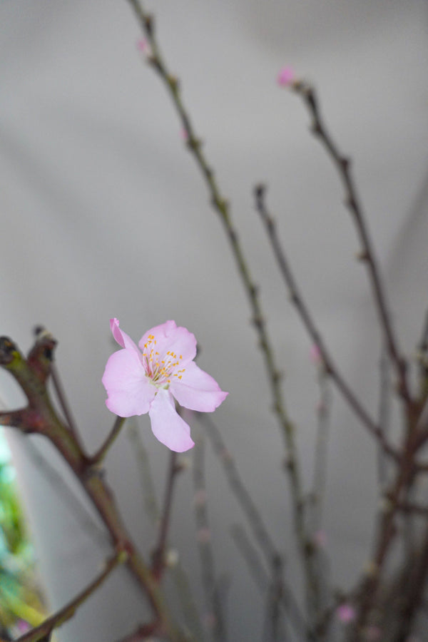 荷蘭櫻花 Prunus Peach Blossom Fresh Cut Flowers Let Hope Bloom 