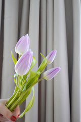 荷蘭鬱金香 Tulip Fresh Cut Flowers Let Hope Bloom Purple 