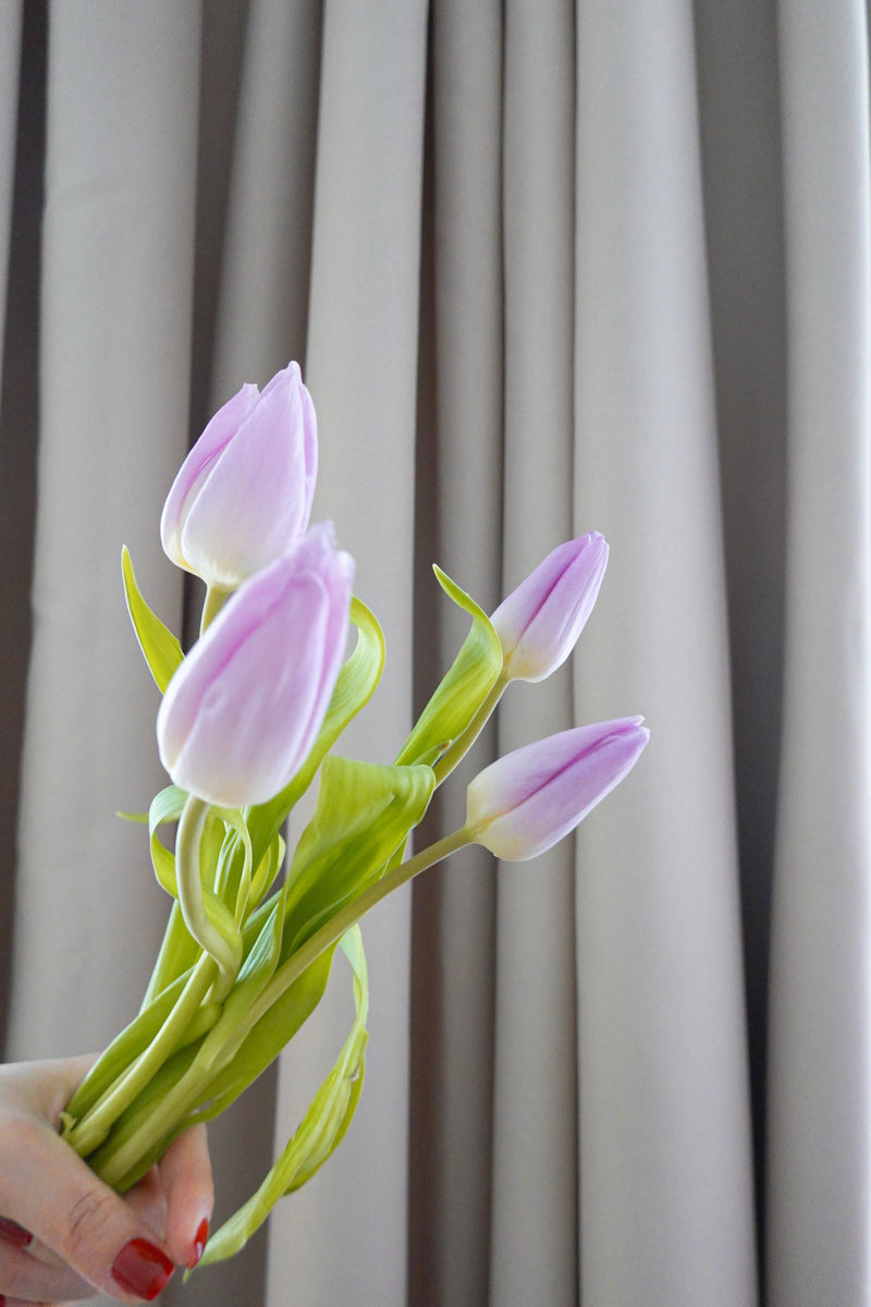 荷蘭鬱金香 Tulip Fresh Cut Flowers Let Hope Bloom Purple 