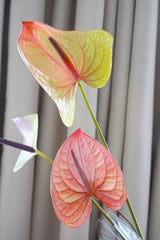 荷蘭掌花 Anthurium Fresh Cut Flowers Let Hope Bloom 