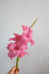 劍蘭 Gladiolus Fresh Cut Flowers Let Hope Bloom Pink 3 Stems / 3支 