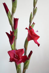 劍蘭 Gladiolus Fresh Cut Flowers Let Hope Bloom Red 3 Stems / 3支 