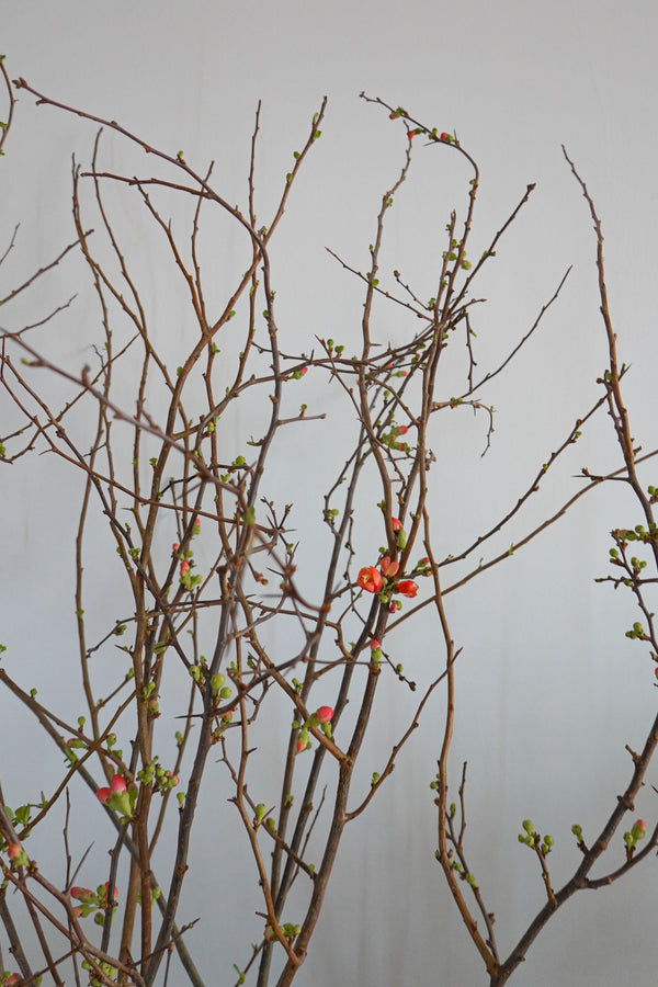 木瓜海棠 Chaenomeles Superba Fresh Cut Flowers Let Hope Bloom 