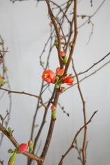 木瓜海棠 Chaenomeles Superba Fresh Cut Flowers Let Hope Bloom 