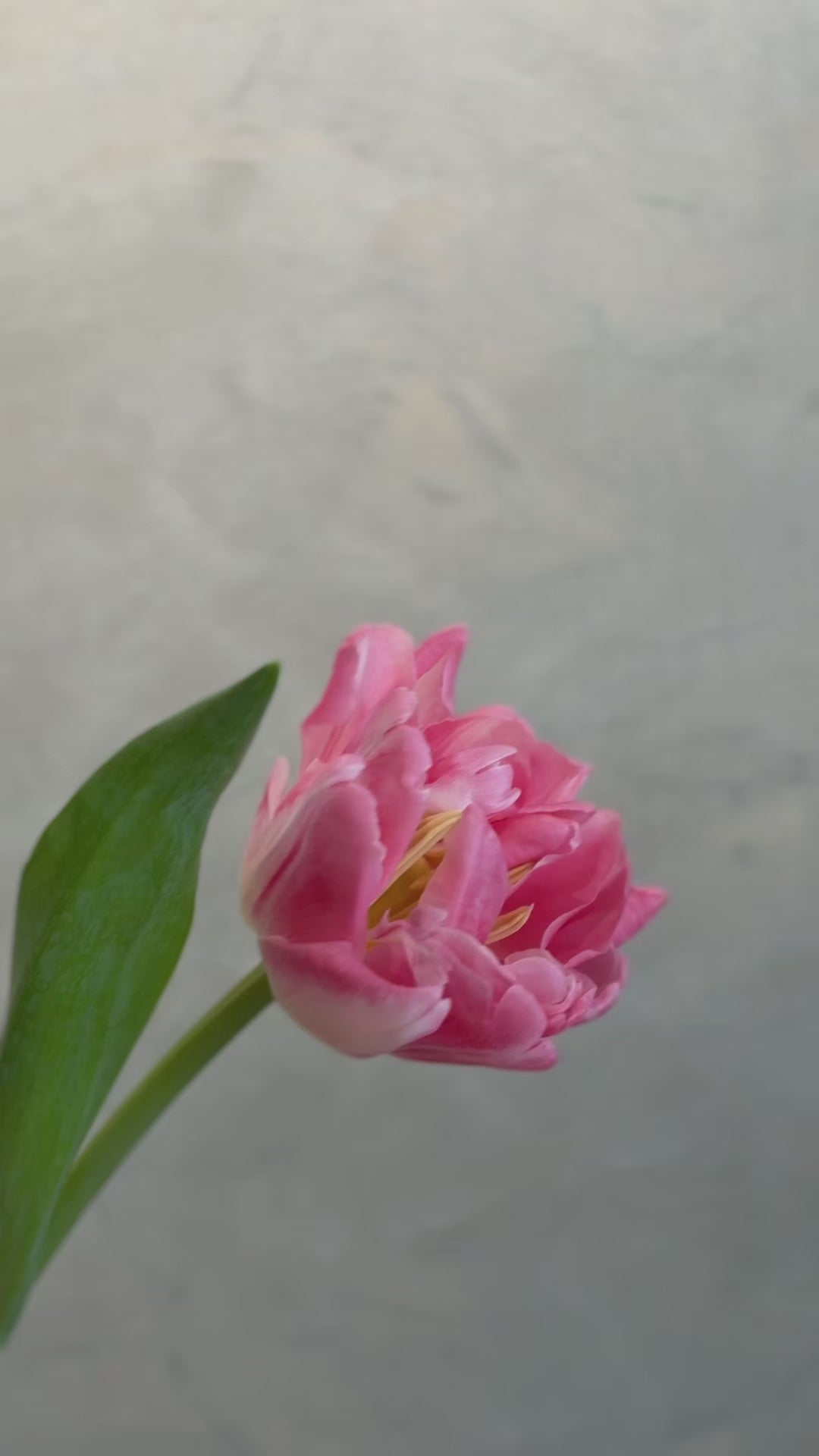 母親節花束2026香港 | 鬱金香花束