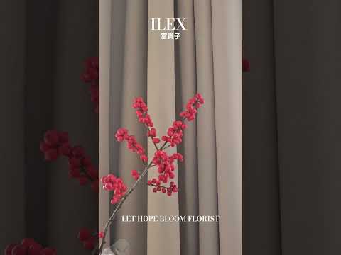 荷蘭富貴子 Ilex