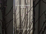 荷蘭桃花 Prunus Peach Blossom