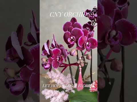 香港蘭花 | 粉紅色蝴蝶蘭 喜悅臨門 | 新年送禮 開張祝賀