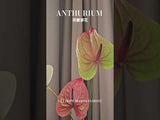 荷蘭掌花 Anthurium