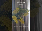 荷蘭金合歡 Mimosa