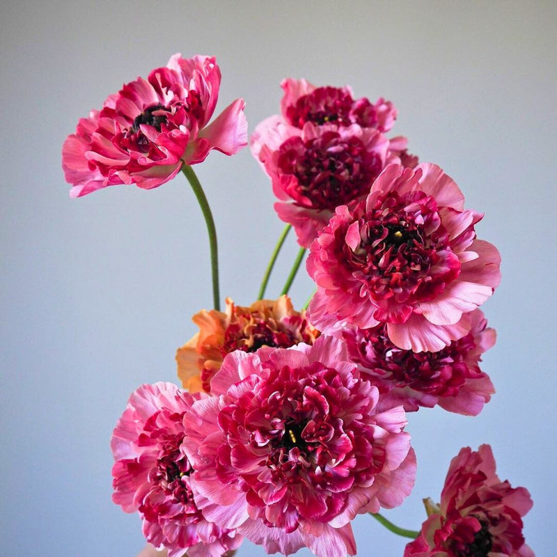 日本小牡丹 Ranunculus Charlotte  | 觀塘年宵花市 2025 | 進口優質年花 | 香港花店