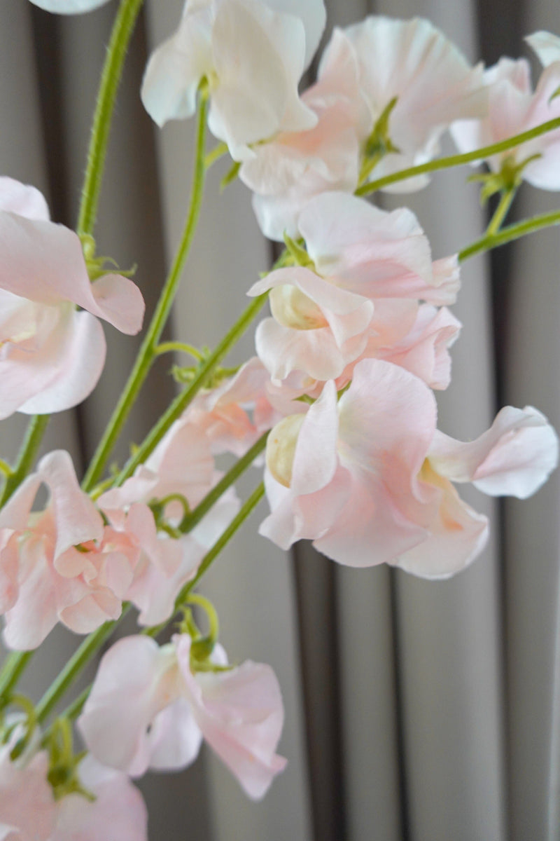 Sweet Pea 日本豌豆花 Fresh Cut Flowers Let Hope Bloom 