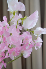 Sweet Pea 日本豌豆花 Fresh Cut Flowers Let Hope Bloom 