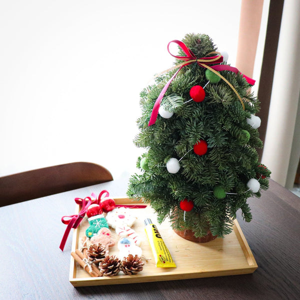 新鮮荷蘭迷你貴族松聖誕樹親子DIY Set <br> Noble Fir Christmas Tree Kids Friendly DIY Set Christmas Collection Let Hope Bloom 