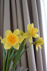 洋水仙 Daffodil Fresh Cut Flowers Let Hope Bloom 