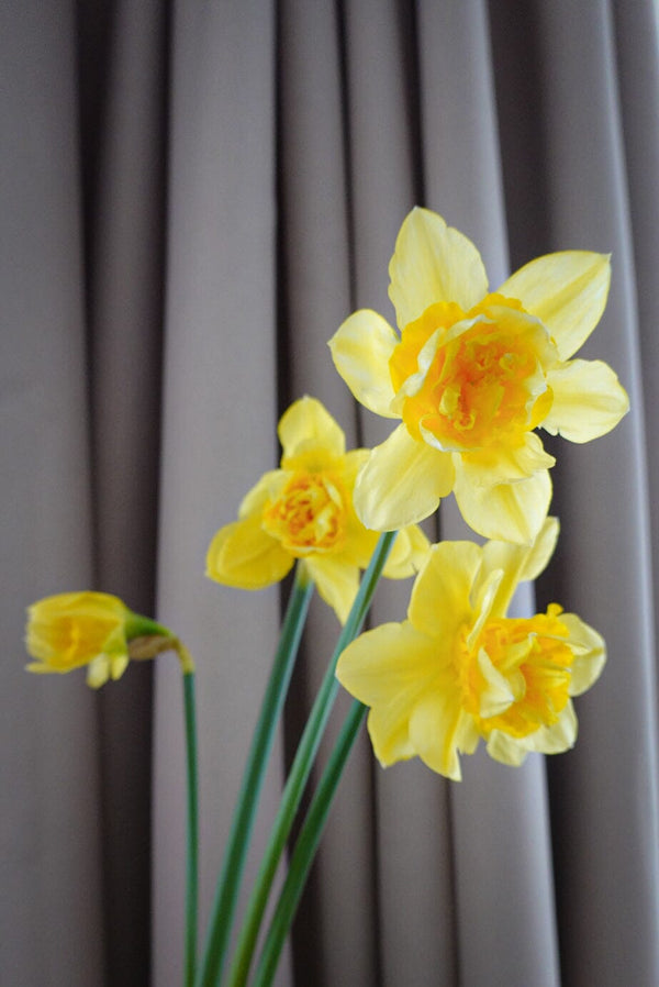 洋水仙 Daffodil Fresh Cut Flowers Let Hope Bloom 