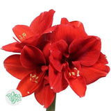 荷蘭進口朱頂蘭 Amaryllis Fresh Cut Flowers Let Hope Bloom Red 