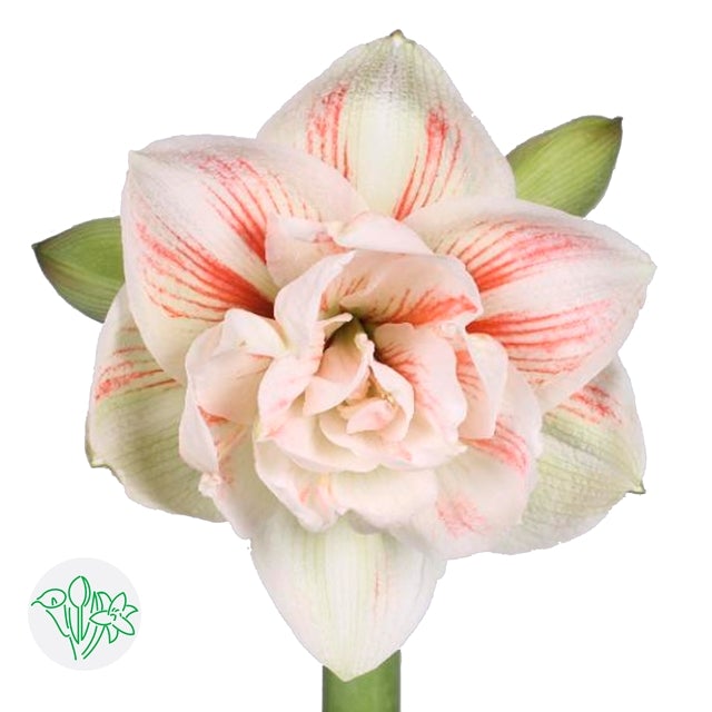 荷蘭進口朱頂蘭 Amaryllis Fresh Cut Flowers Let Hope Bloom White & Pink 