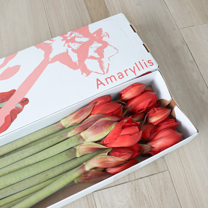 荷蘭進口朱頂蘭 Amaryllis 盒裝 Fresh Cut Flowers Let Hope Bloom 