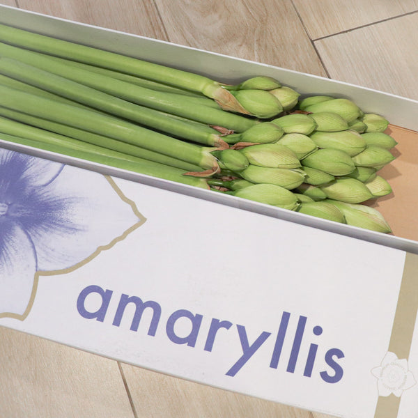 荷蘭進口朱頂蘭 Amaryllis 盒裝 Fresh Cut Flowers Let Hope Bloom 