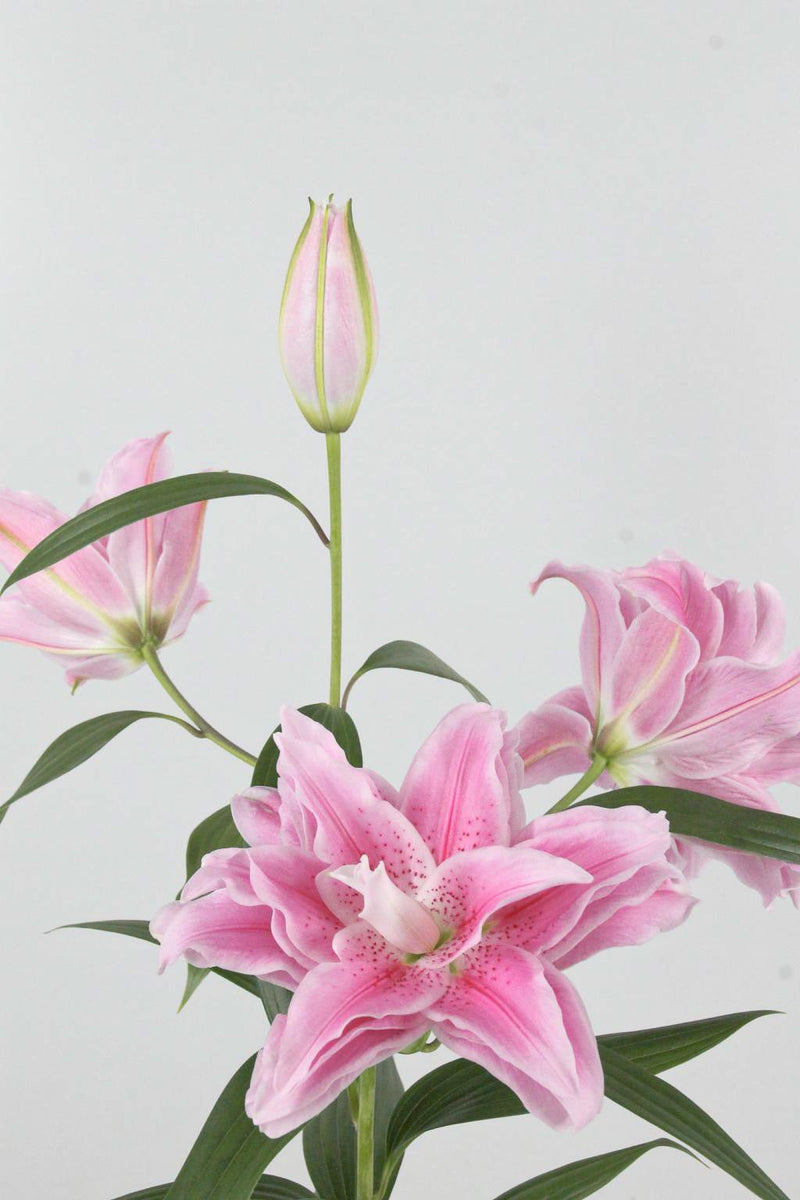 荷蘭雙托百合 重瓣百合 Roselily 5支裝 Fresh Cut Flowers Let Hope Bloom 