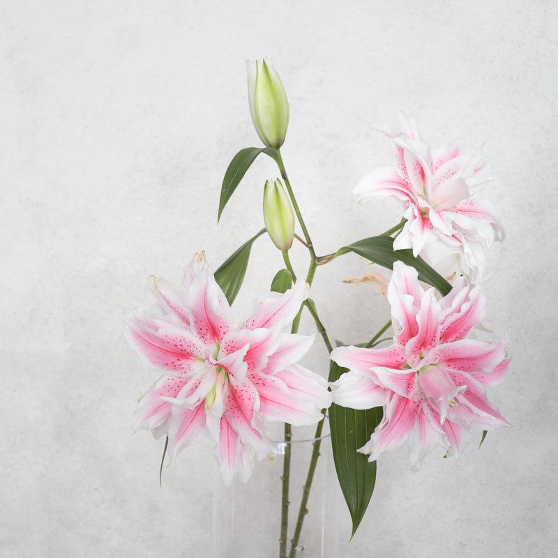 荷蘭雙托百合 重瓣百合 Roselily 5支裝 Fresh Cut Flowers Let Hope Bloom 